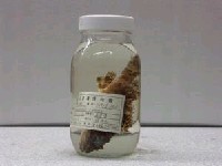 藏品(鬼石狗公)的圖片